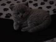 Blue British Shorthair Kittens