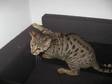 * FEMALE Bengal Queen Kitten for Sale! * Female Breeding....