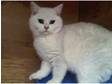 British shorthair black tipped male kitten