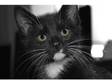 Black and White Male Kitten 5 mnths Milton Keynes