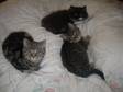 Persian/exotic Cross Kittens,  Long & Short Hair.