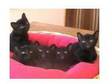 Bombay Kitten,  Female Left,  Playful & Full Of Fun, ....