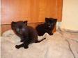 Gorgeous Kittens for Sale £50 each. Two lovely kittens....