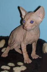 Don Sphynx