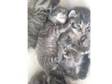 tabby kittens for sale 150 each was 200 now 150 .x. hi....