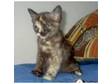 british shorthaired tortie tabby kitten