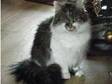 Missing Cat L'pool L15 area,  Long haired tabby on top, ....