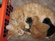 beautiful ginger bengal cross kittens