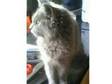 gey fluffy persian cross kitten 8 weeks. stunning grey....