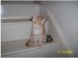 18 week old Light Ginger Male kitten with stripped markings.