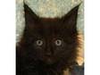 Beautiful Bombay Kitten,  30 Pounds. 8 weeks old,  litter....