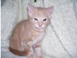 1 CHARMING little bengal x Kitten left. He is now 8....