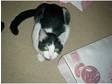 Lost Black & White cat - Grangetown,  Cardiff