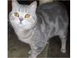 British Shorthair Cats For Sale