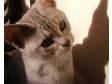 Silver Tabby British Shorthair for Sale