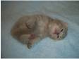 British shorthair kittens ready mid December