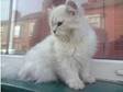 Beautiful chinchilla Persian (£450). Hi I am selling a....