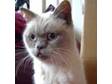 Beautiful Lilac Point British Shorthair Male Cat.....