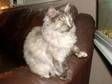 maine coon kitten. beautiful female maine coon kitten....