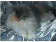 Persian Kittens. 2 very pretty litter sisters , Persian....