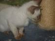 Siamese kittens. Chocolate point Siamese kittens2 males....