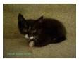 kitten 18weeks old. black and white kitten for sale he....