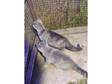 British Shorthair Blue cream female 16 weeks vaccinated,  insured Good pedigree