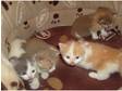 Stunning Half British Shorthair Kittens