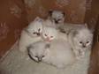 Pedigree Ragdoll Kittens for Sale