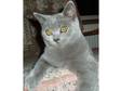 Beautiful Pedigree BSH BRITISH BLUE GIRL 5 months old Kitten with FAB ORANGE EYE