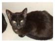 2 Gorgeous black female kittens for sale. 2 female black....