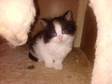 GORGEOUS FLUFFY cross persian kitties,  ready end of nov....