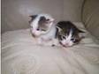 christmas present Gorgeous Kittens. gorgeous kittens for....