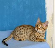 Pedigree Bengal kittens ready mid December,  Kent