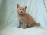 British Lilac Female Kitten