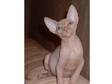 Sphynx kittens ready to go now,  including odd eye. All....