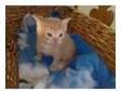 British Shorthair X Kittens For Sale. British Shorthair....