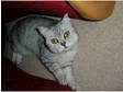 missing british shorthair