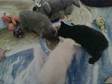 BSH KITTENS. 7 weeks old males pedigree british....