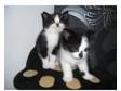 kittens for sale. hi i have got two cute little kittens....