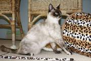 Outstanding Bengal cross kittens for sale