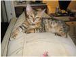 Pedigree Bengal Babies Ready Now