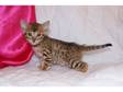 Bengals Kittens with full 5 generation pedigree's