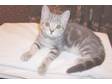 Pedigree British Short haired kittens,  stunning blue &....