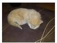 4 Kittens for sale in Nottingham. kittens for sale are....