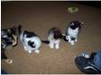 3 kittens for sale