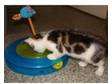 kittens. 2 female lovely white n tabby markings very....