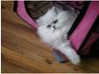 White/Silver Pedigree Pewter Persian kittens