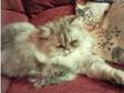 persian cat for sale. i have a gray persian cat i am....