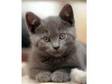 russian blue x grey kitten girl ready now. pure grey....